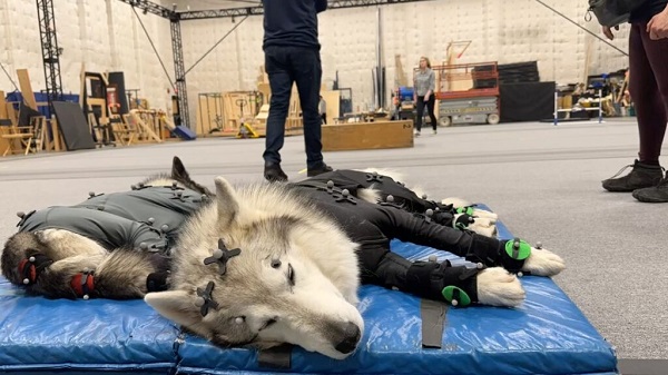 Tamaskans in motion capture suits were hired in the development of MotionMaker.