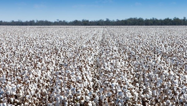 Kompanija PJP Eye je vlasnik metode za proizvodnju karbonskih materijala iz organskih izvora, kao što je pamučno vlakno.